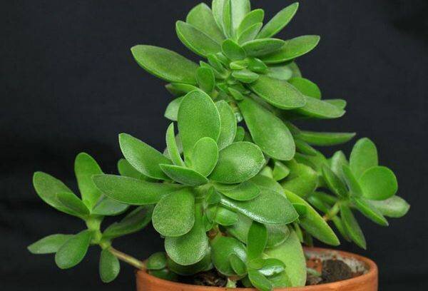 Источник изображения https://knaschool50.ru/uborka/krassula-uhod-v-domashnih-usloviyah-sovety-professionalnyh-tsvetovodov.html