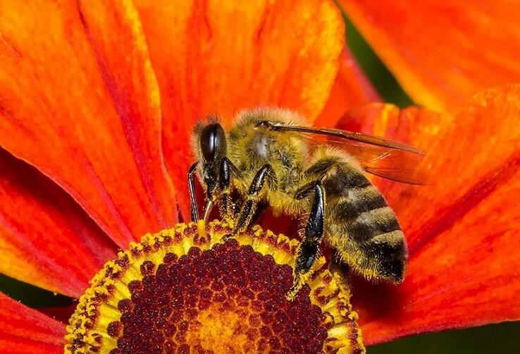 Правда о пчелином яде