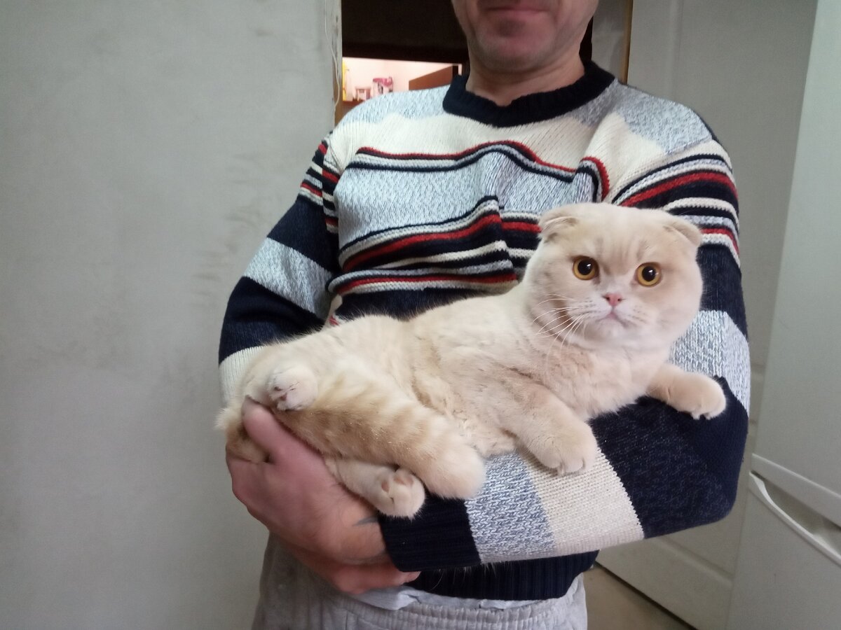 Мой кот Маркиз