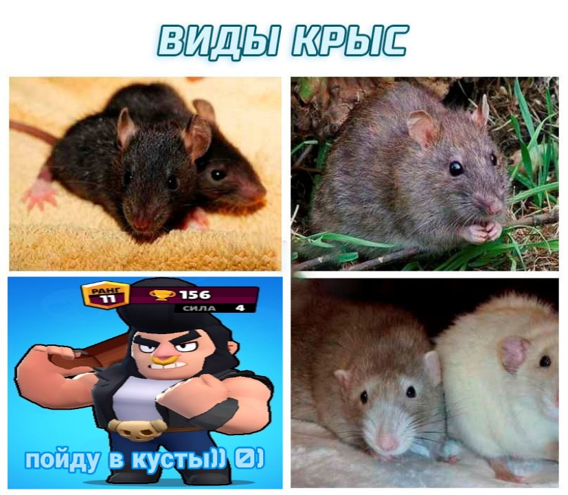 бравл старс мемы