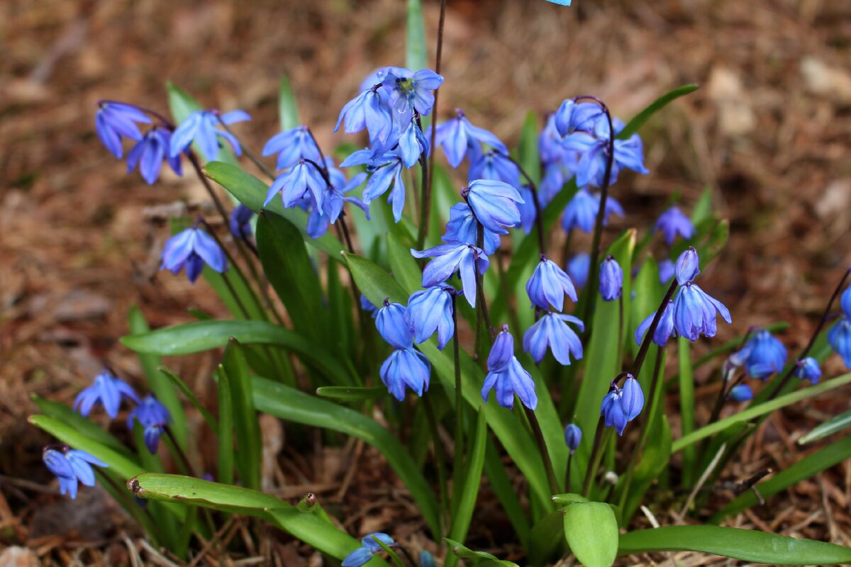 Луковицы Сцилла Сиберия, 5шт - купить с доставкой в Москве в Перекрёстке