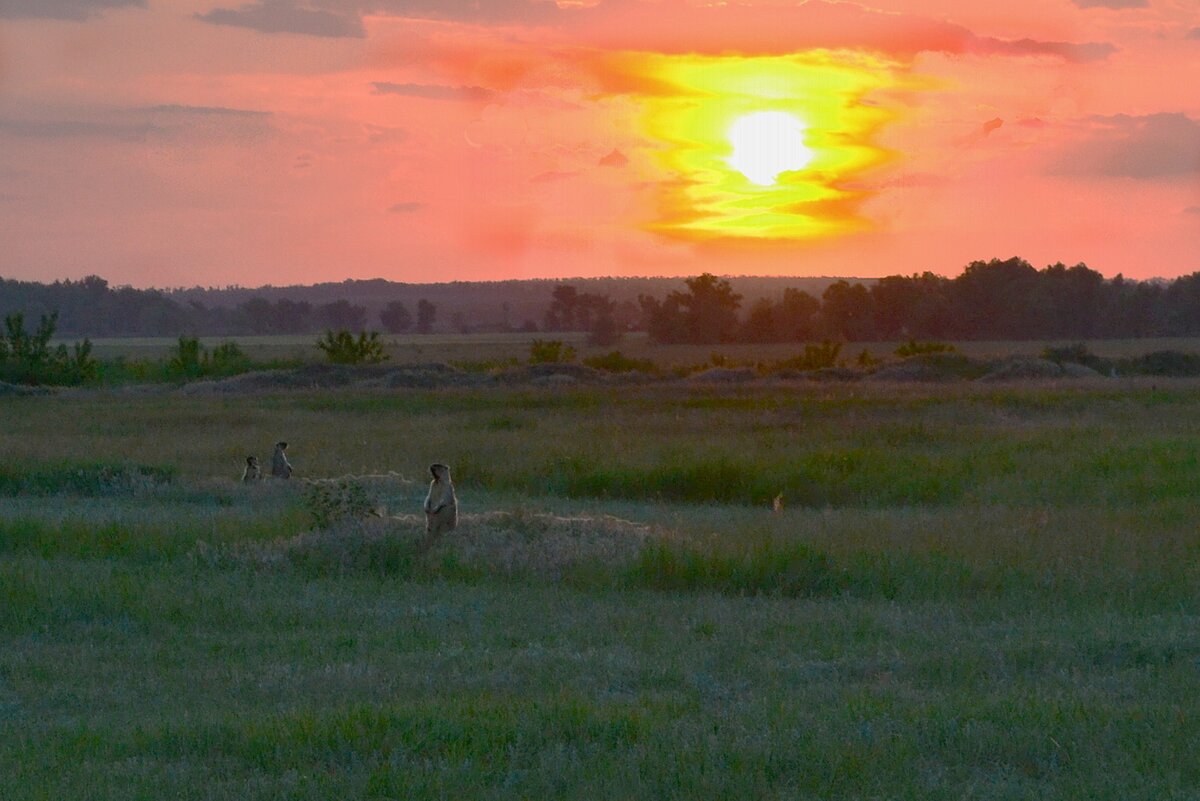 На моём фото не птицы и не суслики. Сурки, которые вытеснили сусликов в нашей округе. Фото сделано на бывшем аэродроме. Во время ВОВ здесь базировалась немецкая эскадрилья. Зенитные ячейки с ходами до сих пор просматриваются в окрестностях станицы.