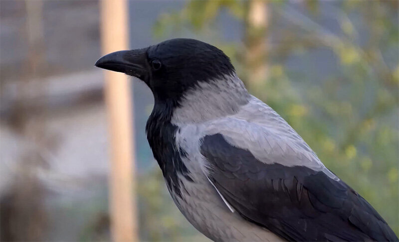 Серая ворона