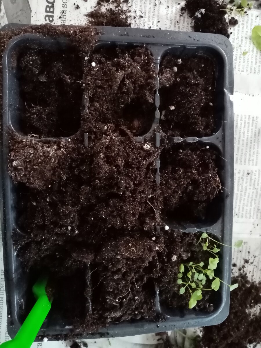 Процесс  пикировки идёт. 