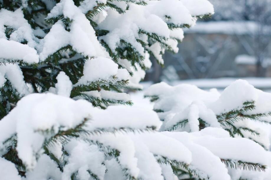 Фото — pixabay.com