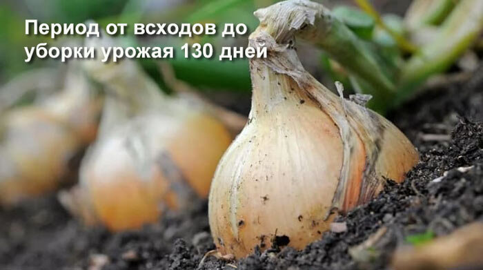 В среднем луковицы  680–700 граммов