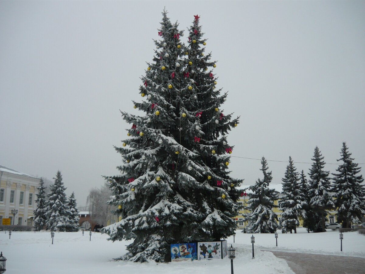 Снежный нижний новгород. Елка в городе Снежное. Елка Ельники Мордовия. Ели в Калинграде.