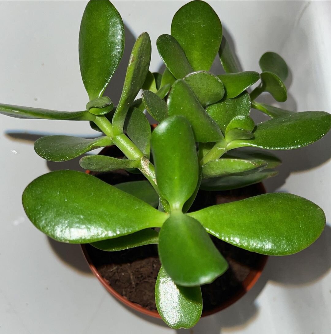 Еле изловчилась, чтобы показать вам и вид денежного дерева, и грунт в горшке (фото автора)