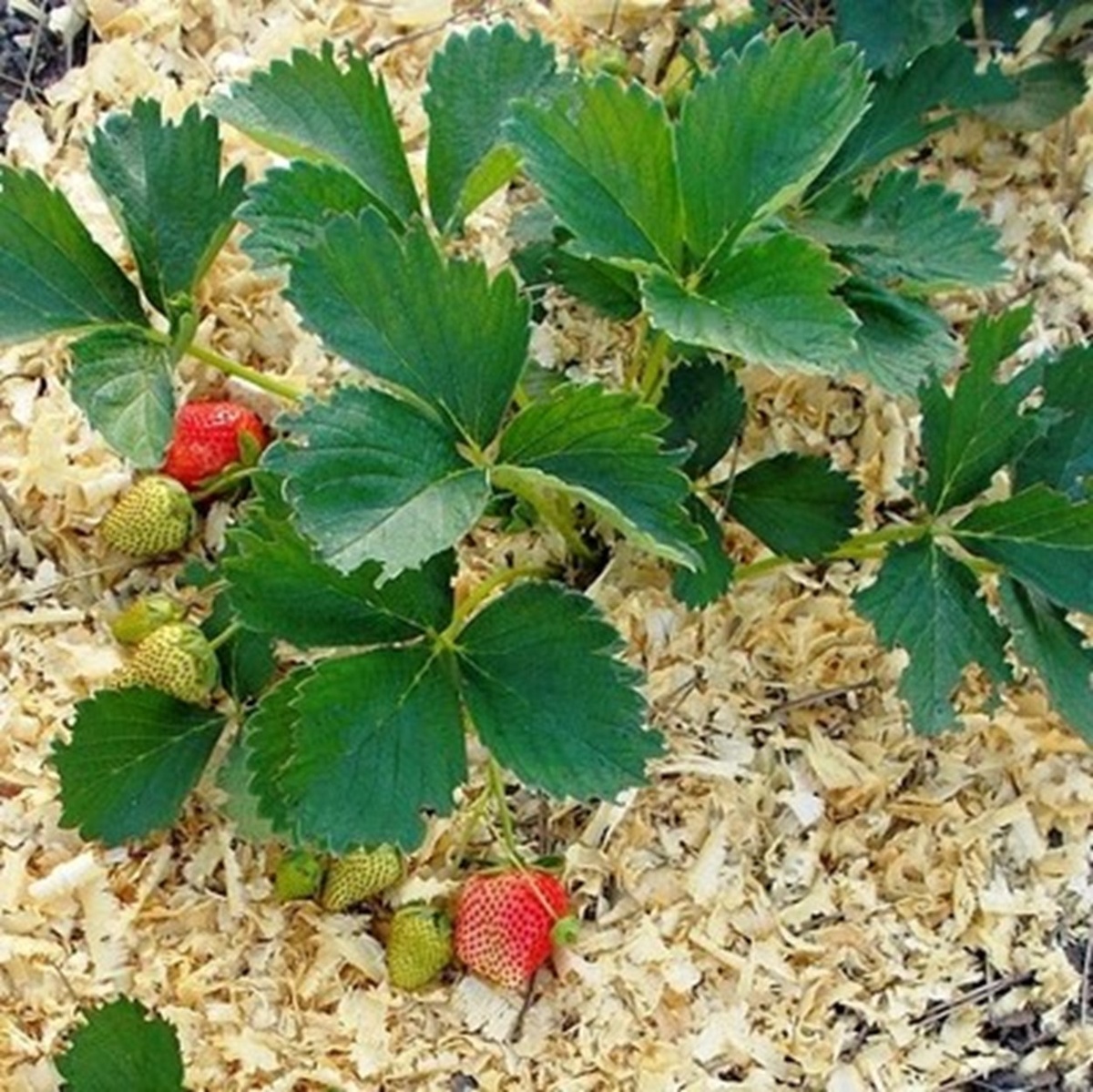 Почва для клубники