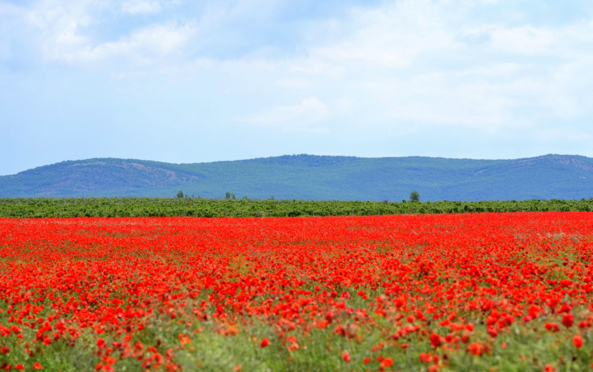 Маковые поля в Крыму