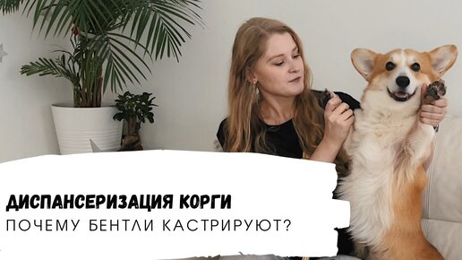 Корги Бентли нужна операция? Диспансеризация собаки.