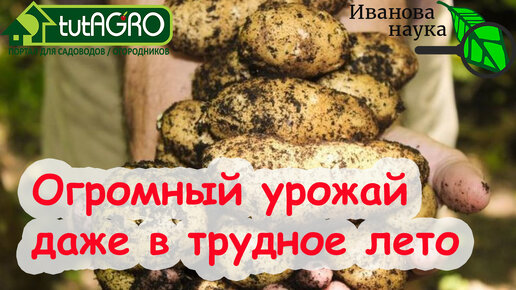 Огромный урожай КАРТОФЕЛЯ даже в трудное лето! САМЫЙ ЖАРО и ЗАСУХОУСТОЙЧИВЫЙ СОРТ с БОЛЬШОЙ ВЫГОДОЙ. Где достать почти даром.