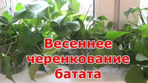 Черенкование батата весной. Лучший способ размножения батата - осенним черенком выросшем на окне.