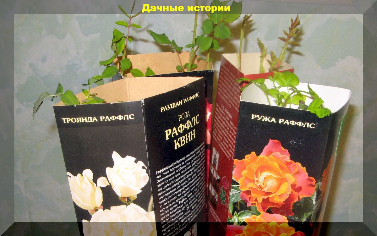 Правильно храним и высаживаем розы из коробок и горшков: ничего сложного,  но есть нюансы | Дачные истории | Дзен