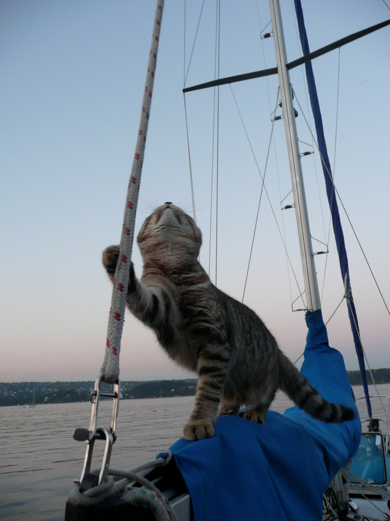Поражение корабля котов. Кот на корабле. Котенок на корабле. Кошка на яхте. Кот на паруснике.