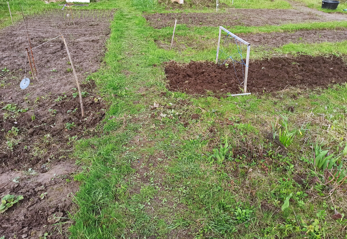 Фото автора. Скоро посадки и война с травой