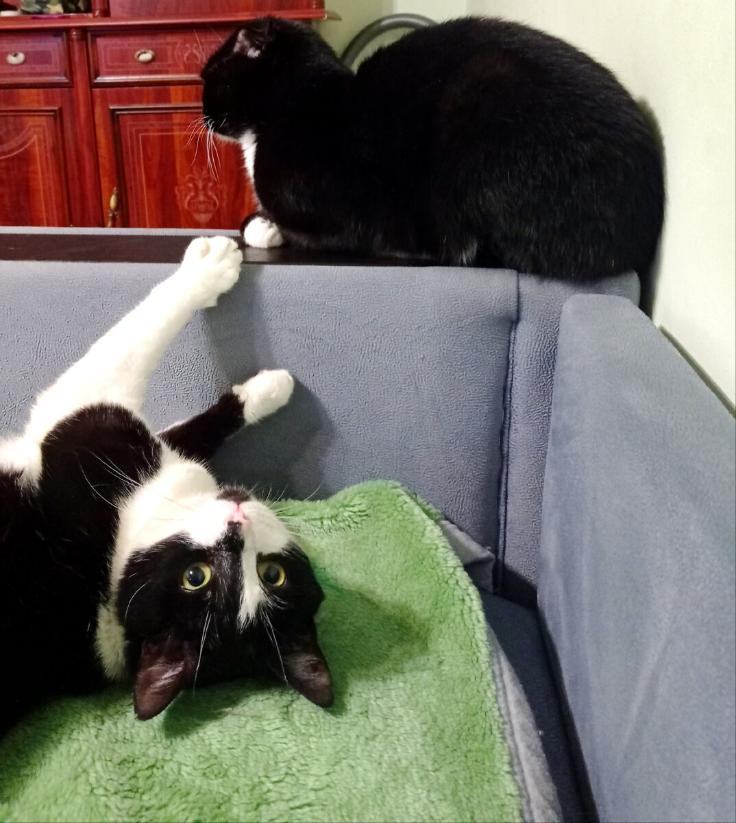 Когда ты котик и всём нравишься без бизнесов 