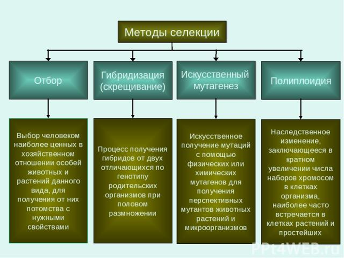 Т к многие виды