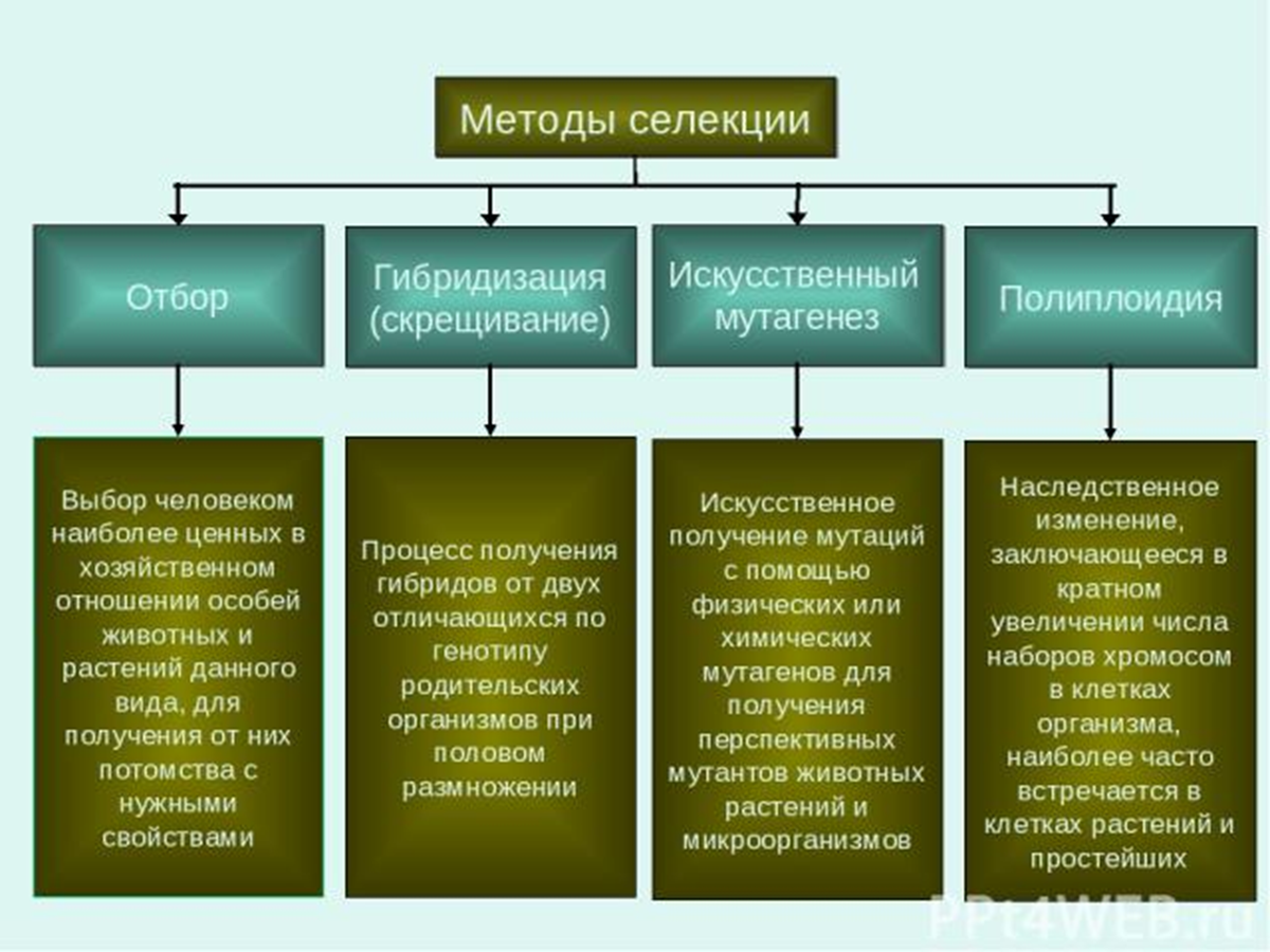 Т к многие виды. Методы селекции растений схема. Современные методы селекции. Методы селекции растений искусственная гибридизация. Методы селекции гибридизация мутагенез полиплоидия.