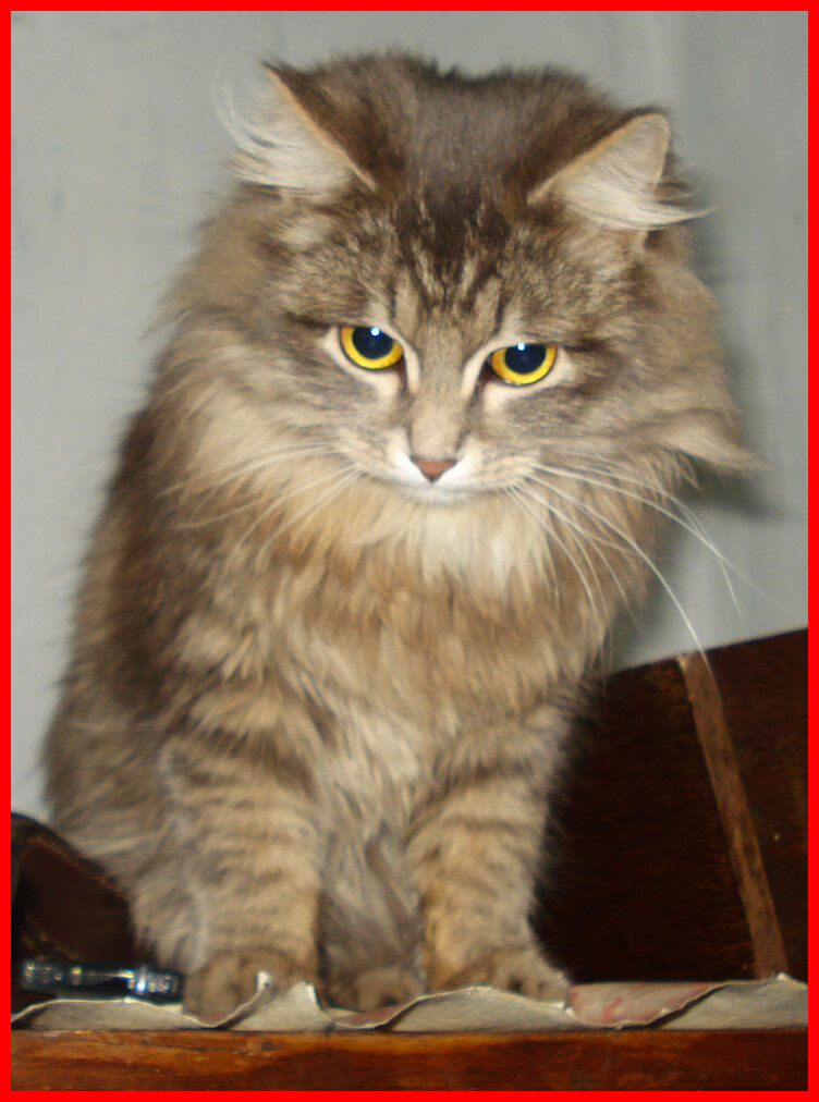 Шерстяной дневальный Свастик в расцвете сил.