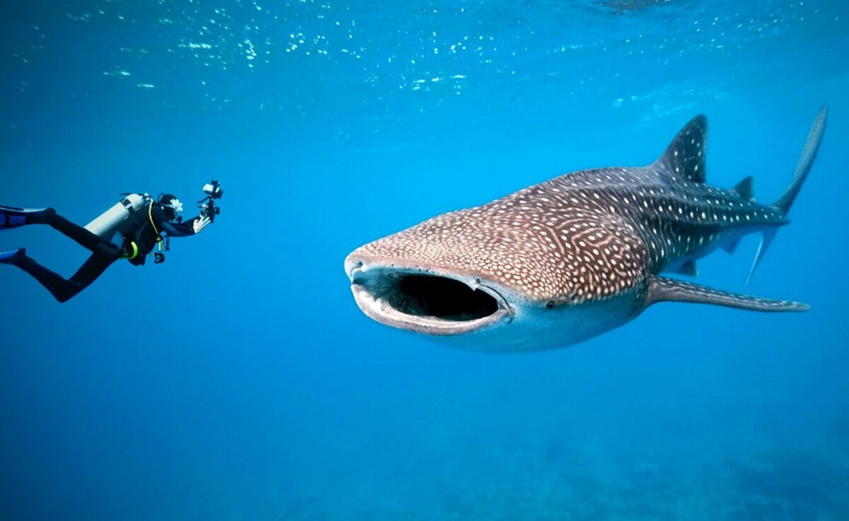 Кит это рыба. Китовая акула. Conrad Maldives китовая акула. Самая большая акула китовая акула. Акула планктоноядная