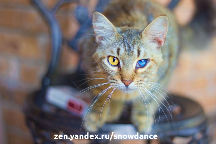6 удивительных чувств кошки. Как кошки воспринимают мир | КотоВедение | Дзен