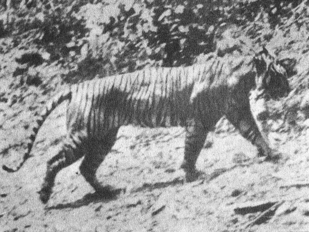 Яванский тигр - уничтоженный или выживший подвид? | МРОО НЭП | Дзен