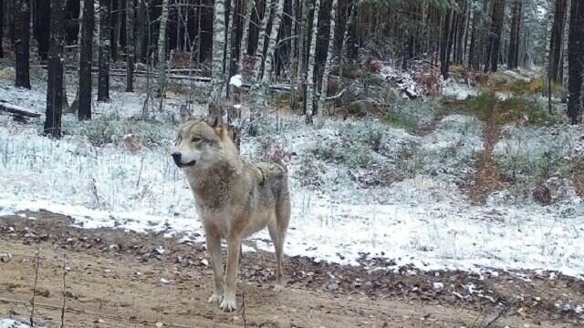     Стаю волков смогла запечатлеть фотоловушка Керженского заповедника в Нижегородской области. Фото опубликованы в группе организации в соцсети «ВКонтакте».