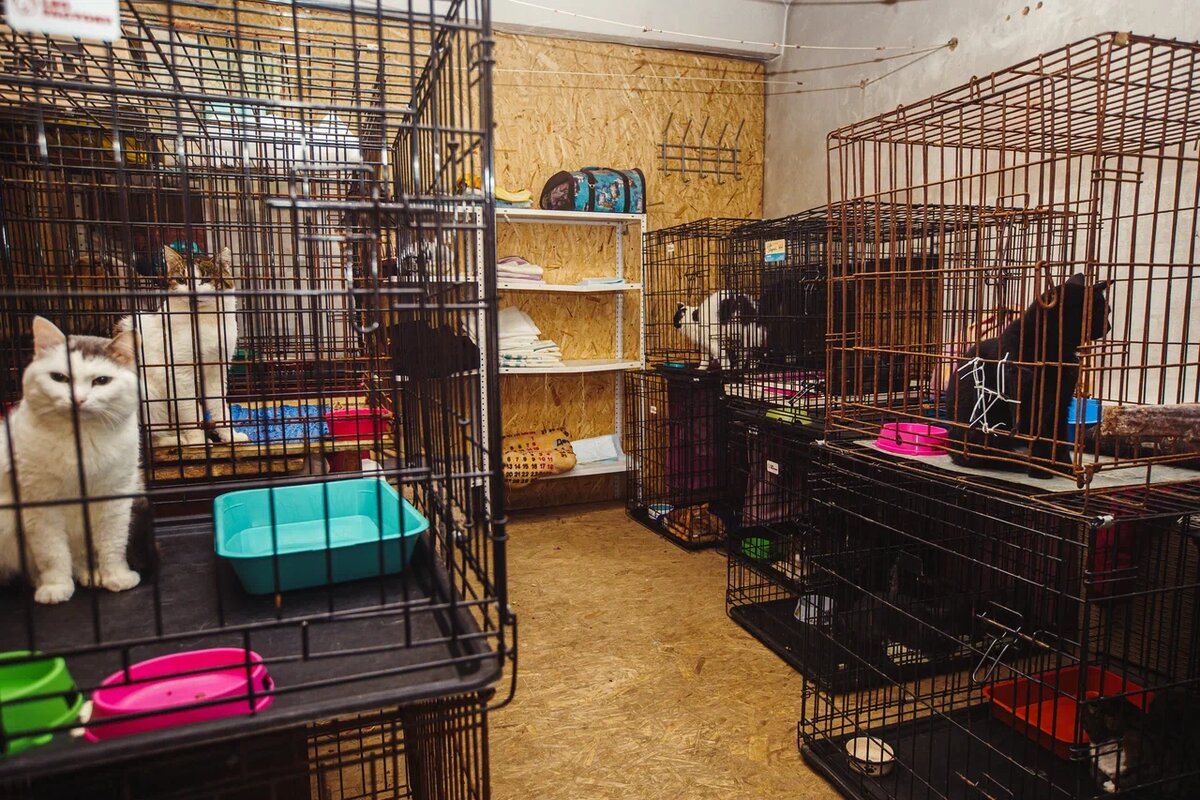 Вместо "Кошкиного дома", теперь пожизненно клетки