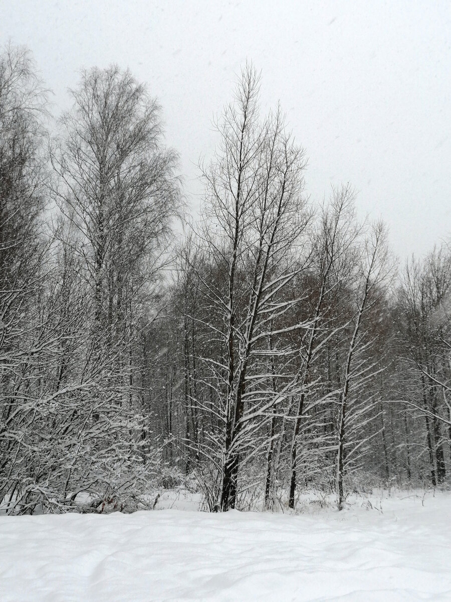 Первый настоящий снег в этом году - намело за ночь...