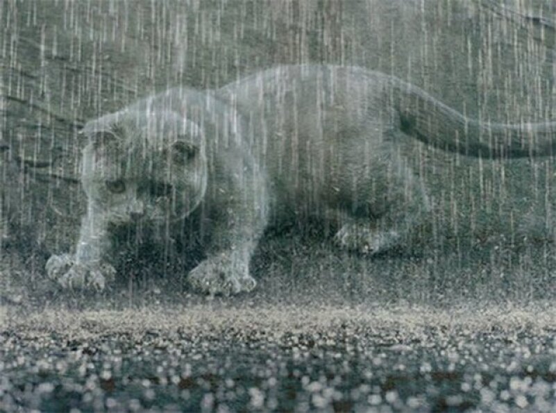 Фото из интернета... Мокрая и несчастная...