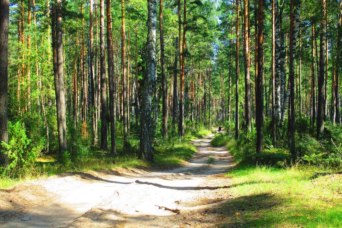    Наиболее богатыми грибами считаются леса на северо-западе области.Фото: commons.wikimedia.org