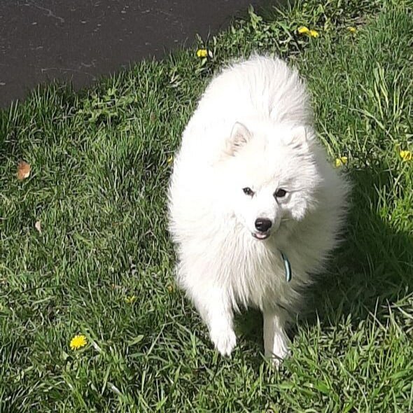 Японский шпиц - Белый Лекарь Блад. https://vk.com/beliy.lekar