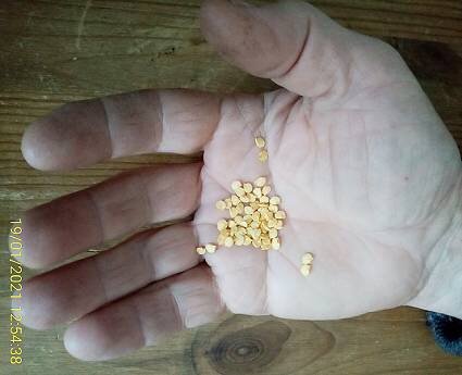 Семена перца