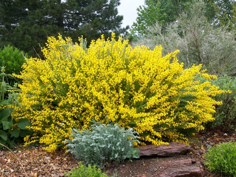 Фото с сайта pro-dachnikov.com. Использовано для примера.