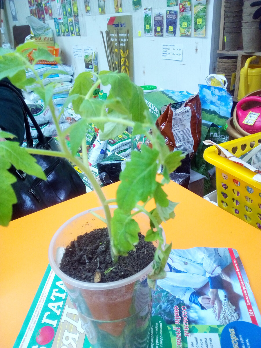 Инфекция с почвы попадает на нижние листочки и передвигается в верх по растению