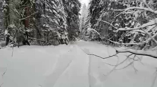 Новогодние катания на мотособаке