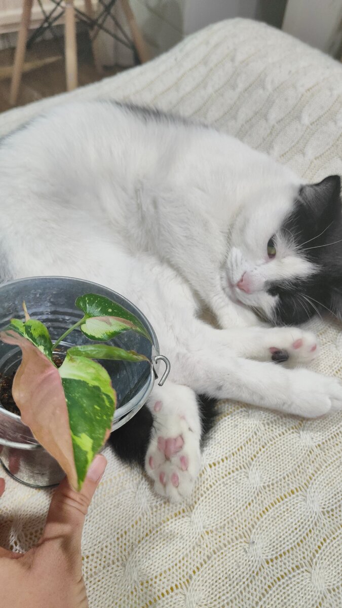 Сингониум Пинк Спот Триколор 