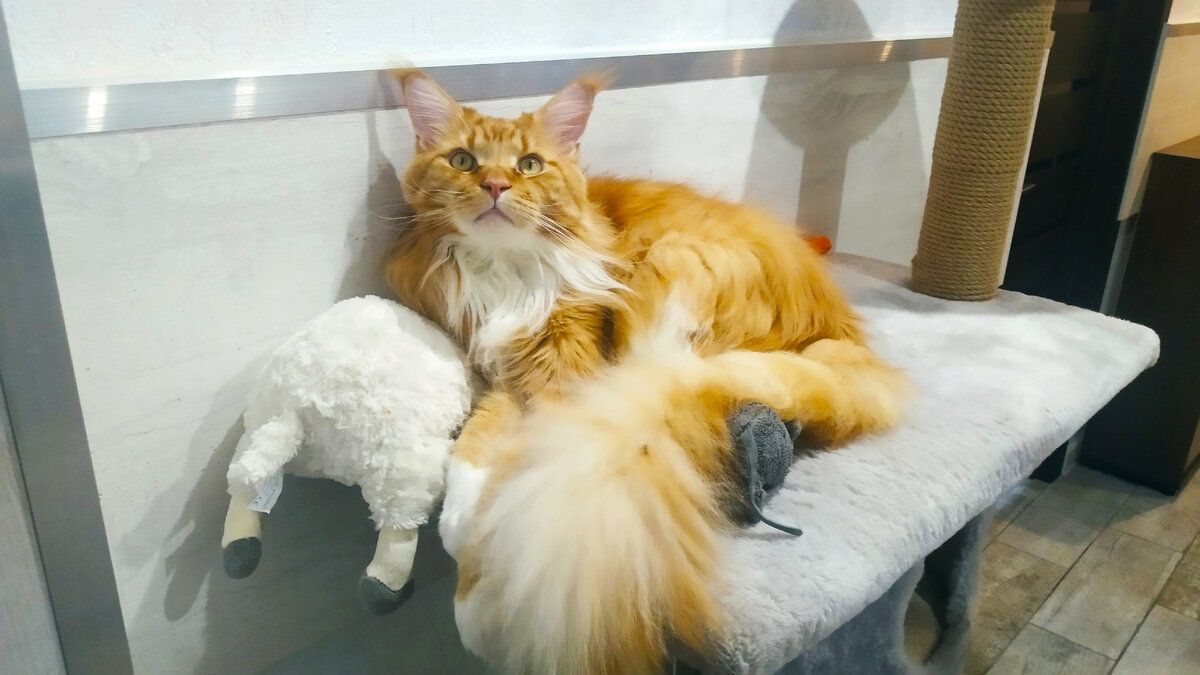 Мейн кун Степа