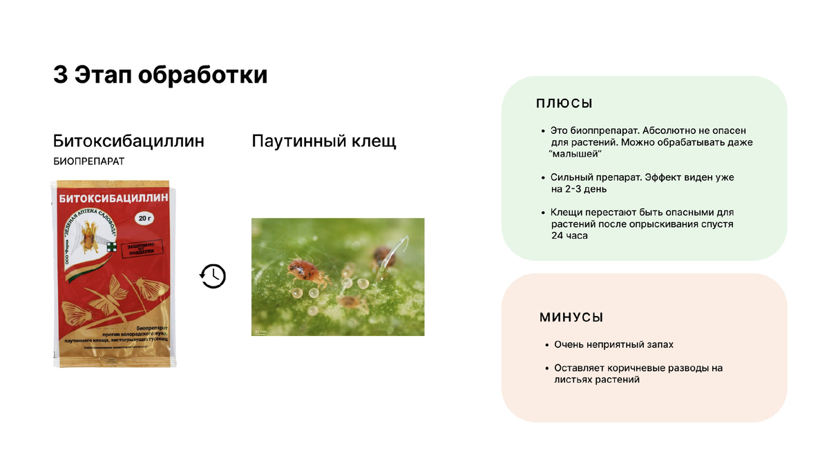 Как бороться с паутинным клещом? | Hibibloom | Гибискусы🌺 | Дзен