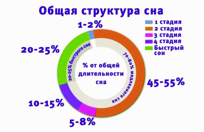                                               Структура сна
