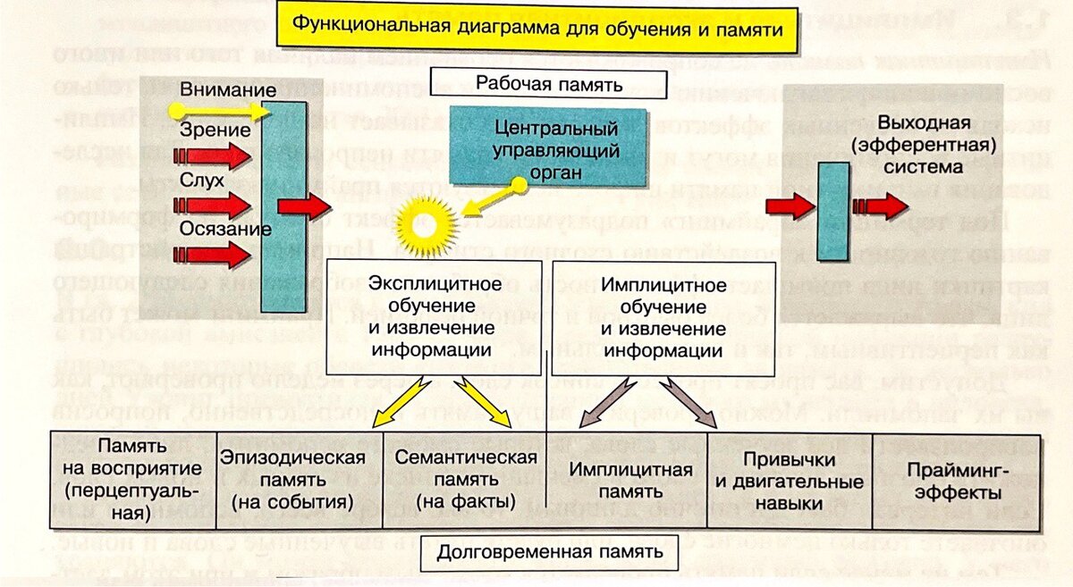 Источник изображения - учебник "Мозг, познание, разум",  под ред. Б. Баарса, Н. Гейдж, том 1, стр. 487