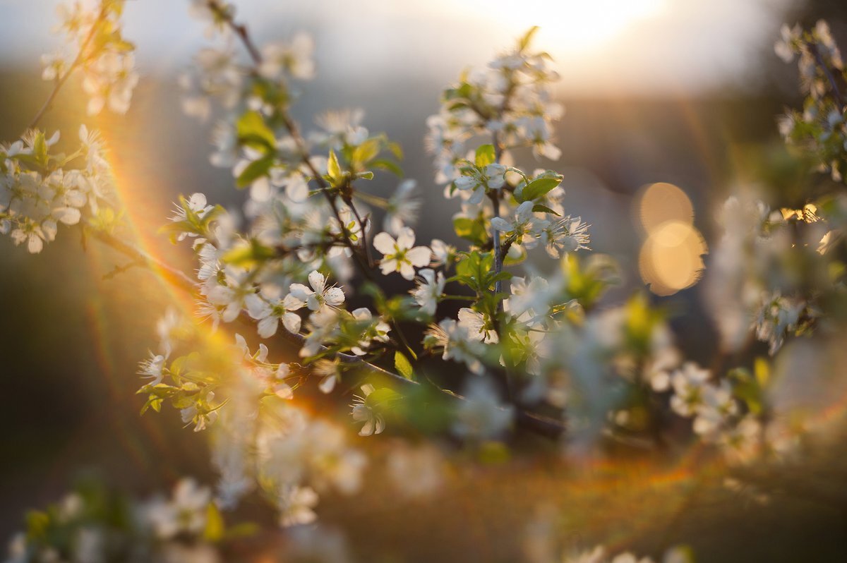 Автор и правообладатель данного изображения: https://oir.mobi/676171-majskoe-utro.html