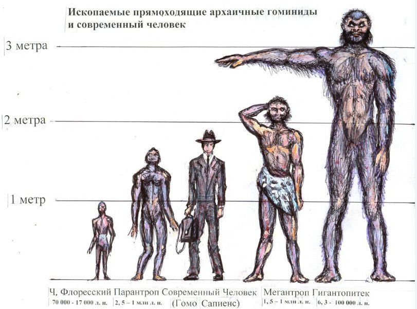 Как должен выглядеть современный человек Хорошо, что эти животные вымерли до появления первых людей. Сравнение размеров с