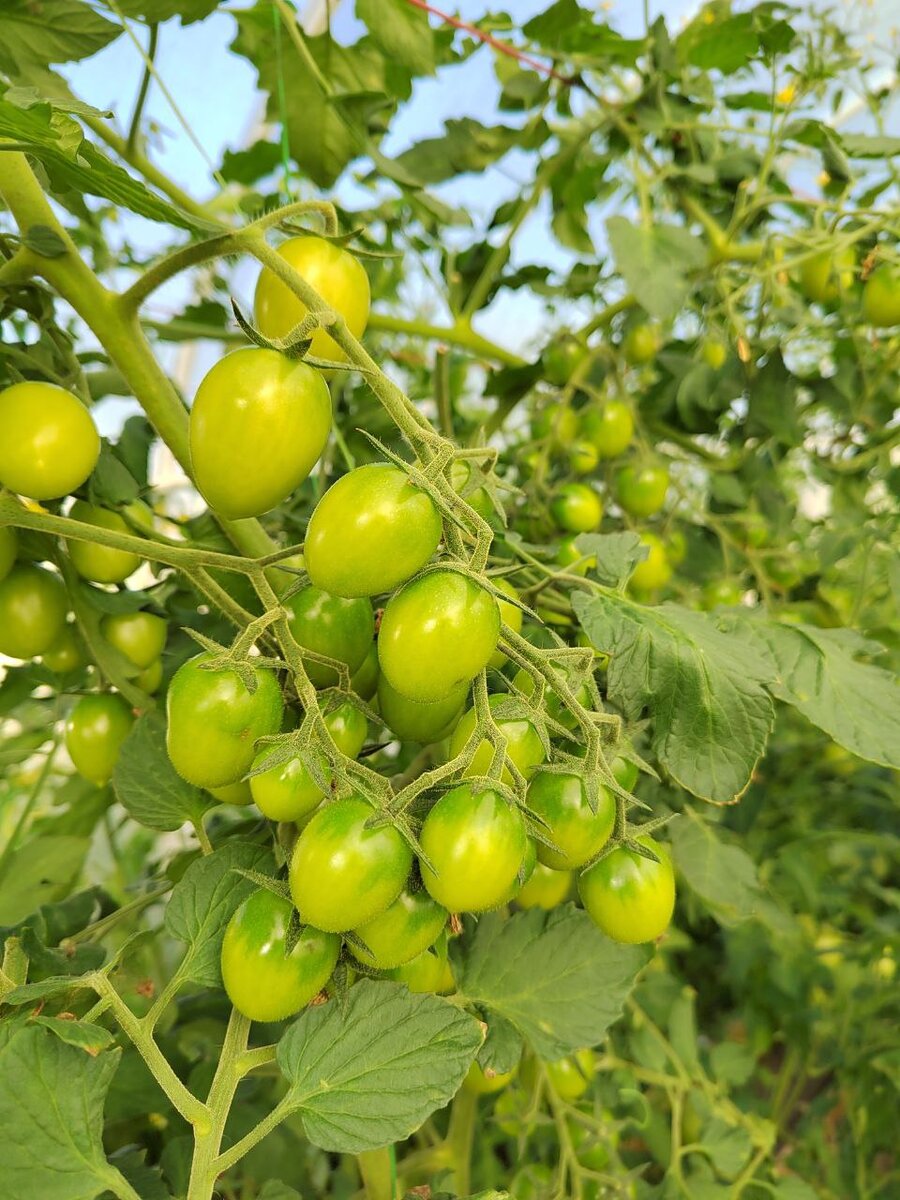 Начало плодоношения Черри Вера