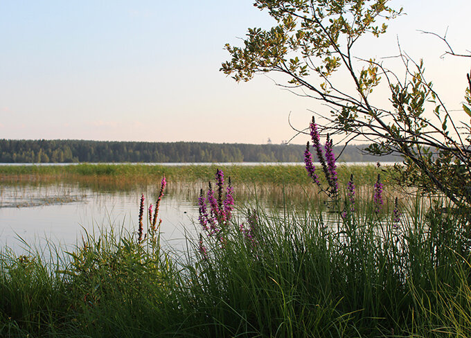 Карельский перешеек. Фото автора.
