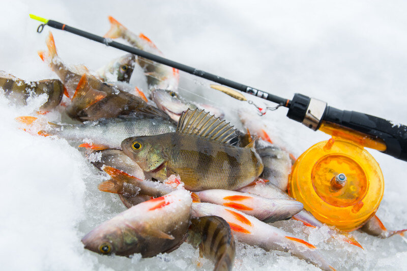 Фото с сайта: https://www.fish-hook.ru/editable/users/26/0u/2811_rurk0qv408.jpg