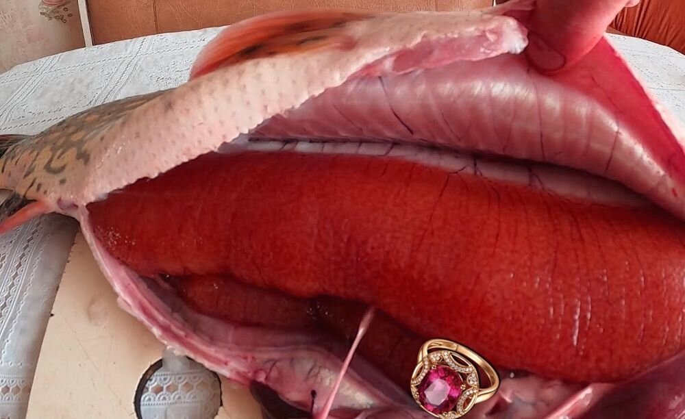    Кольцо в щуке Pavlov A