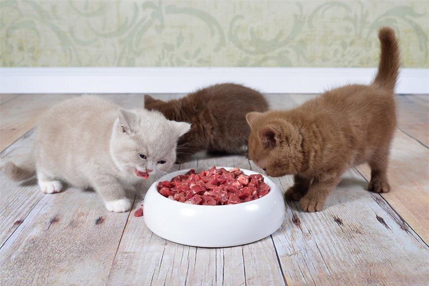 Кормление котят. Натуральная еда для котят. Питание для самых маленьких котят.