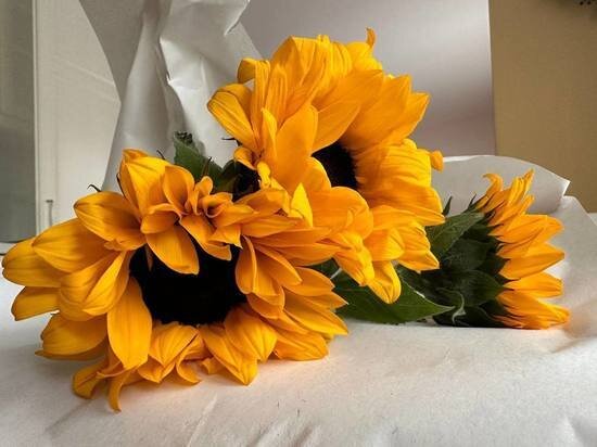     фото: мк в ленобласти